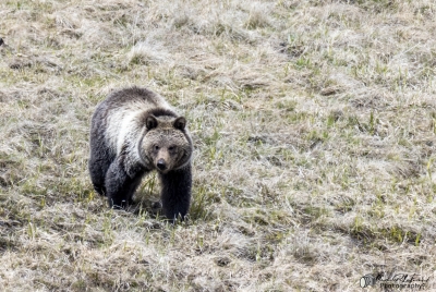 Grizzly Bear May 2025